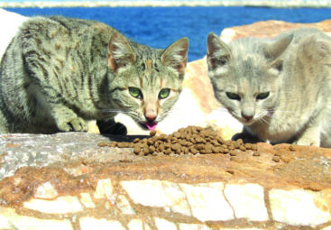 Avec les chats des îles grecques