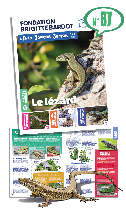 Le lézard